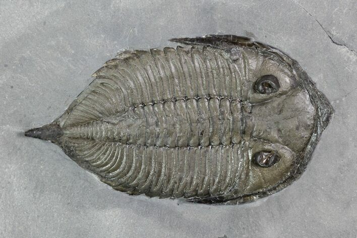 Dalmanites Trilobite Fossil - New York #99087